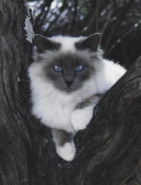 Birman