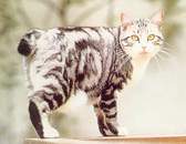 Bobtail Japonais  poil court