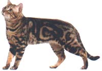 Bengal