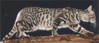California Spangled Cat