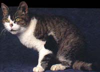 American Wirehair