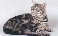 American Shorthair