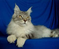 Maine Coon