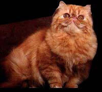 Le red tabby
