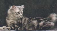 American Bobtail