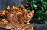 Ocicat