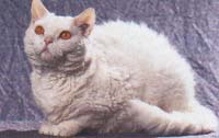 Selkirk Rex