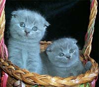 Scottish Fold