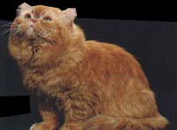 Le spotted red tabby