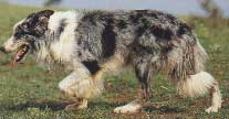 BORDER COLLIE