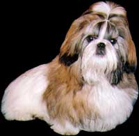 SHIH-TZU