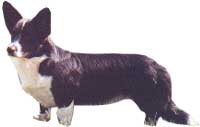 WELSH CORGI CARDIGAN