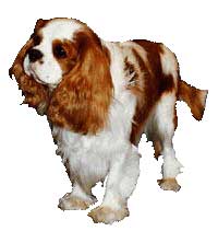 CAVALIER KING CHARLES SPANIEL