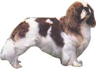 KING CHARLES SPANIEL