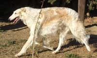 BARZOI