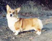 WELSH CORGI PEMBROKE