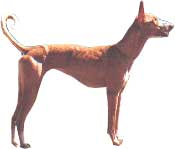 PODENCO IBICENCO