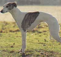 WHIPPET