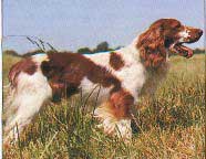WELSH SPRINGER SPANIEL