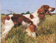 WELSH SPRINGER SPANIEL