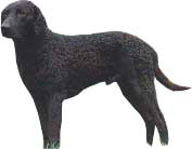 CURLY-COATED RETRIEVER