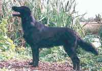 FLAT-COATED RETRIEVER