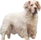 CLUMBER SPANIEL