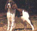 ENGLISH SPRINGER