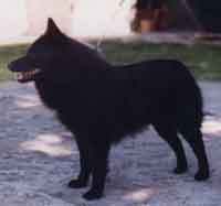 SCHIPPERKE