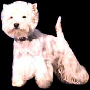 WEST HIGHLAND WHITE TERRIER