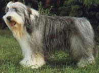 BEARDED COLLIE