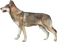 CHIEN LOUP DE SAARLOOS