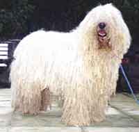 KOMONDOR