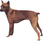 PINSCHER NAIN