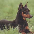 PINSCHER MOYEN