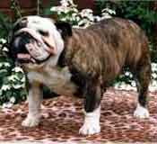 BULLDOG ANGLAIS