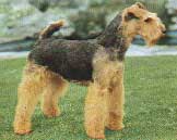 AIREDALE TERRIER