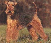 WELSH TERRIER