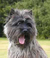 CAIRN TERRIER