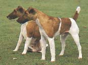 FOX TERRIER