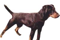 JAGDTERRIER