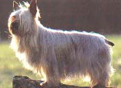 SILKY TERRIER