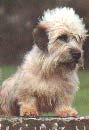 DANDIE DINMONT TERRIER