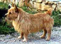 NORWICH TERRIER