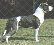 AMERICAN STAFFORDSHIRE TERRIER