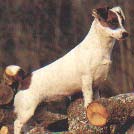 JACK RUSSELL TERRIER