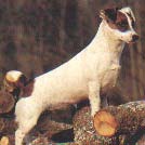 JACK RUSSELL TERRIER