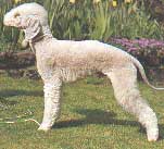 BEDLINGTON TERRIER