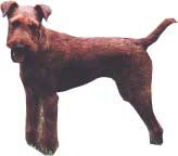 IRISH TERRIER