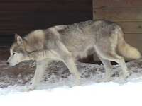 MALAMUTE DE L’ALASKA